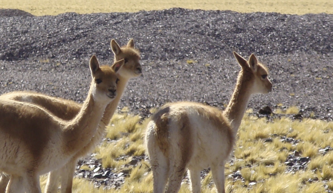 The International Vicuña Convention is Back! 