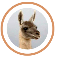 Especies. Guanaco