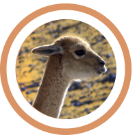 Especies. Vicuña