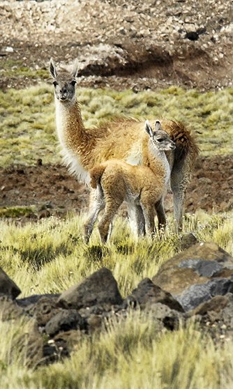 Guanacos