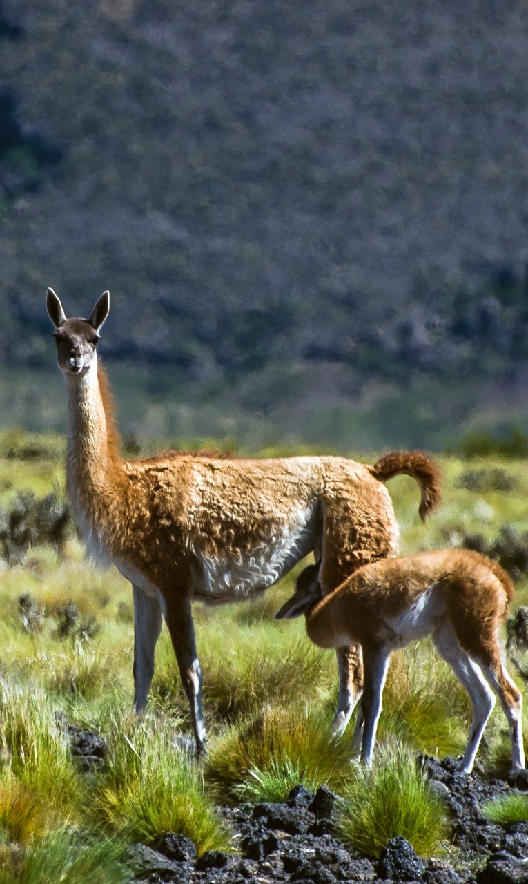 Vicuña